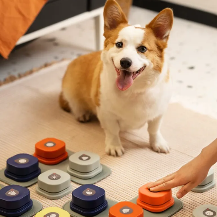 Pet Toy A minha loja
